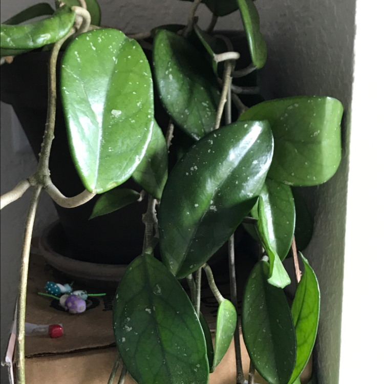 Healthy potted waxplant with shiny oval leaves growing on a small trellis, some leaves have water droplets.
