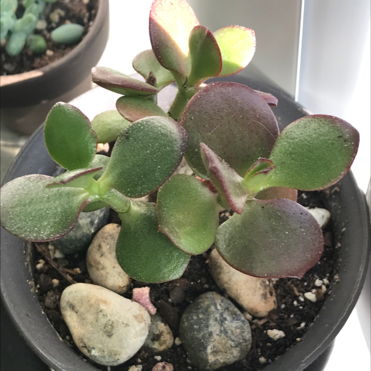 Jade plant in a pot with visible soil and stones, some leaves have slight browning at the edges.