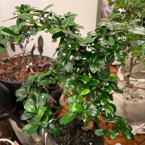 Fukien Tea Tree plant photo by Laura named $nacc on Greg, the plant care app.