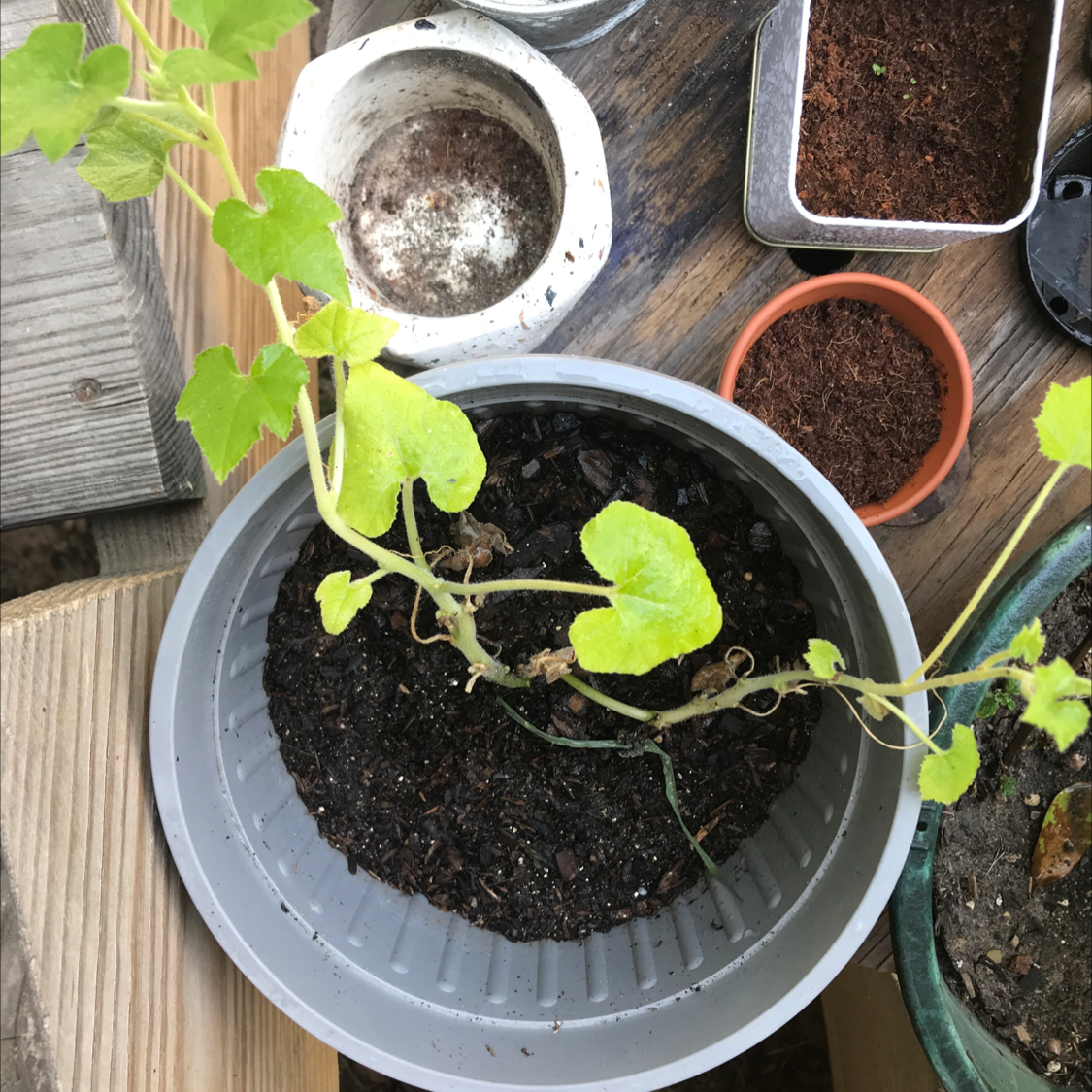 Potted cucumber plant with yellowing leaves, surrounded by gardening items.