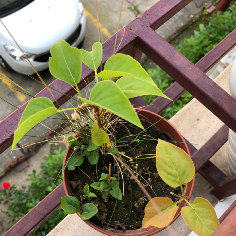 Photo of the plant species Lilac by @carlospg93 named Lilo on Greg, the plant care app