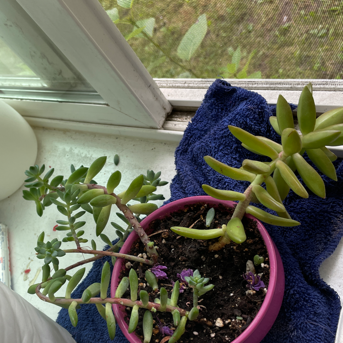 Jelly Bean Plant plant photo by Takoda named Gobi on Greg, the plant care app.