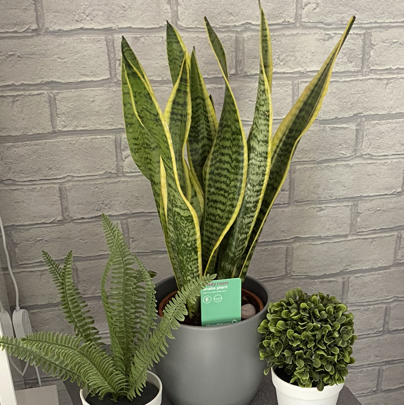 Snake Plant plant photo by Ruth named Sid on Greg, the plant care app.