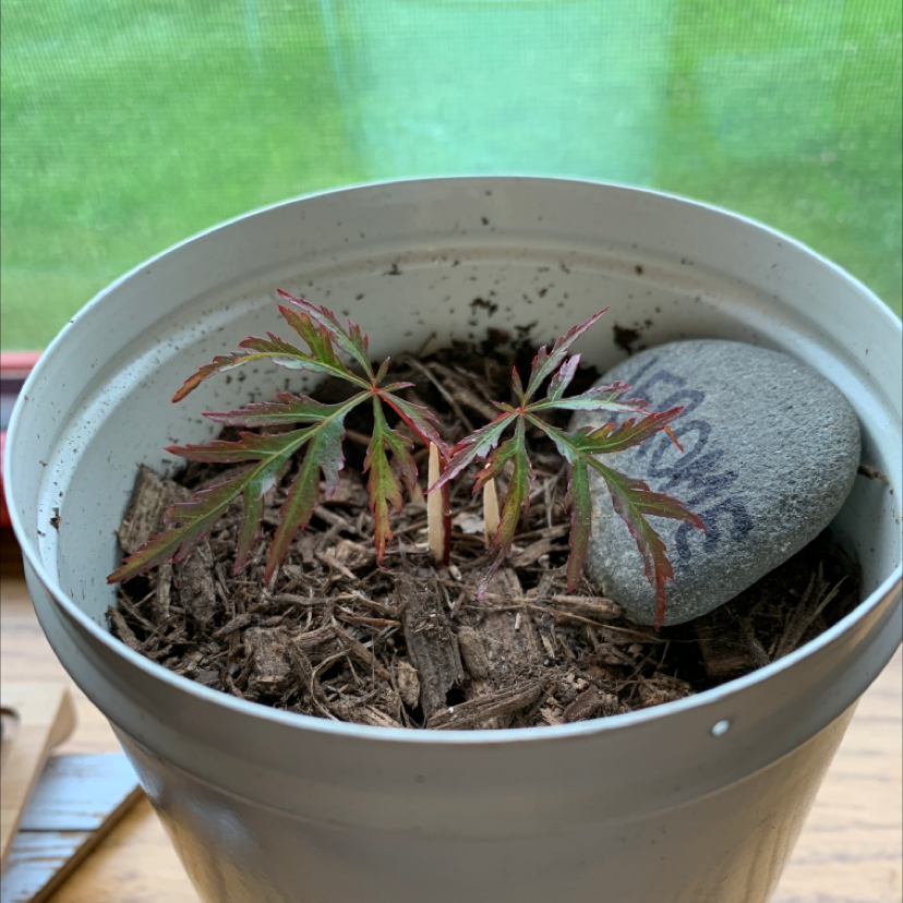 Why Are My Japanese Maple Leaves Droopy?