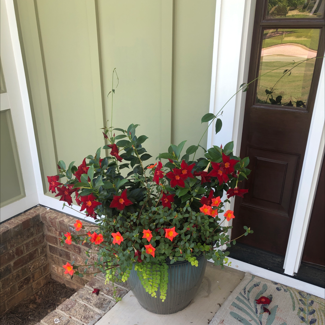 Photo of the plant species Brazilian Jasmine by @emmahugheyy named Sproutacus on Greg, the plant care app