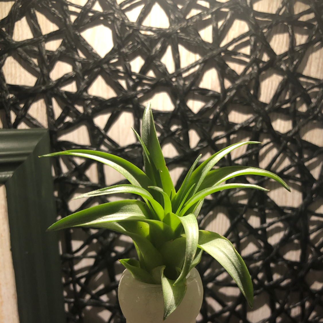 Tillandsia harrisii plant with healthy green leaves in a decorative setting.