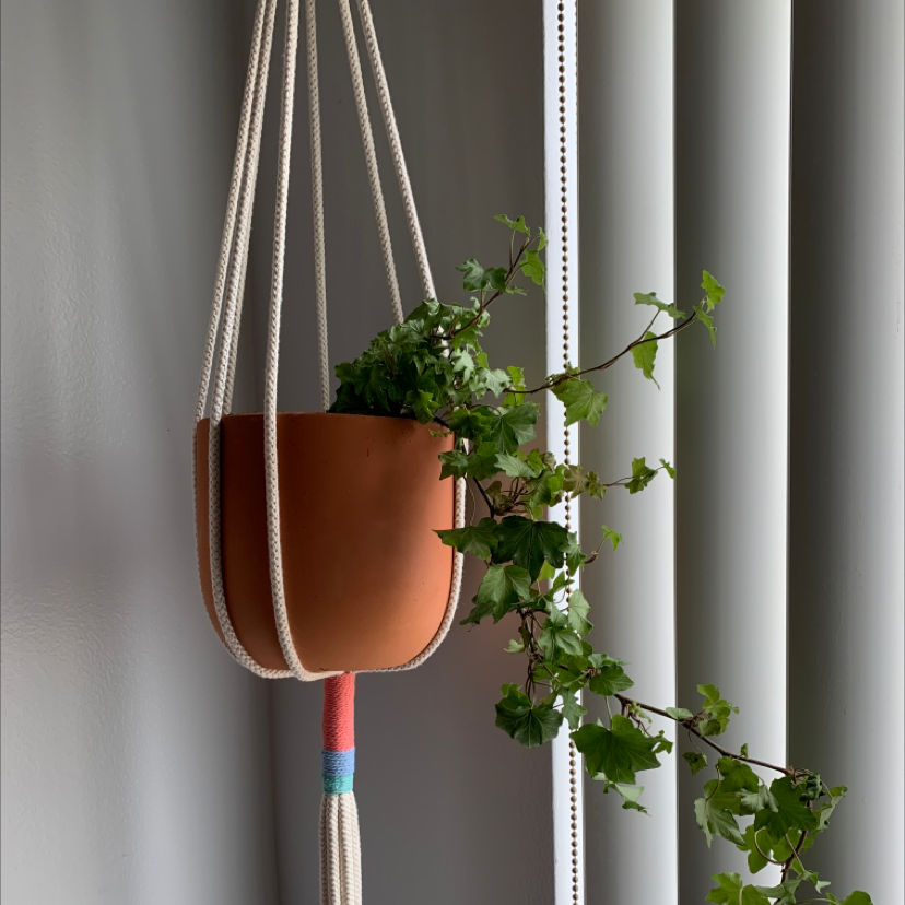English Ivy plant photo by @cat.heinen named Ivy the Ivy on Greg, the plant care app.