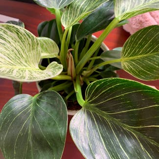 Philodendron 'Birkin' plant in Somewhere on Earth