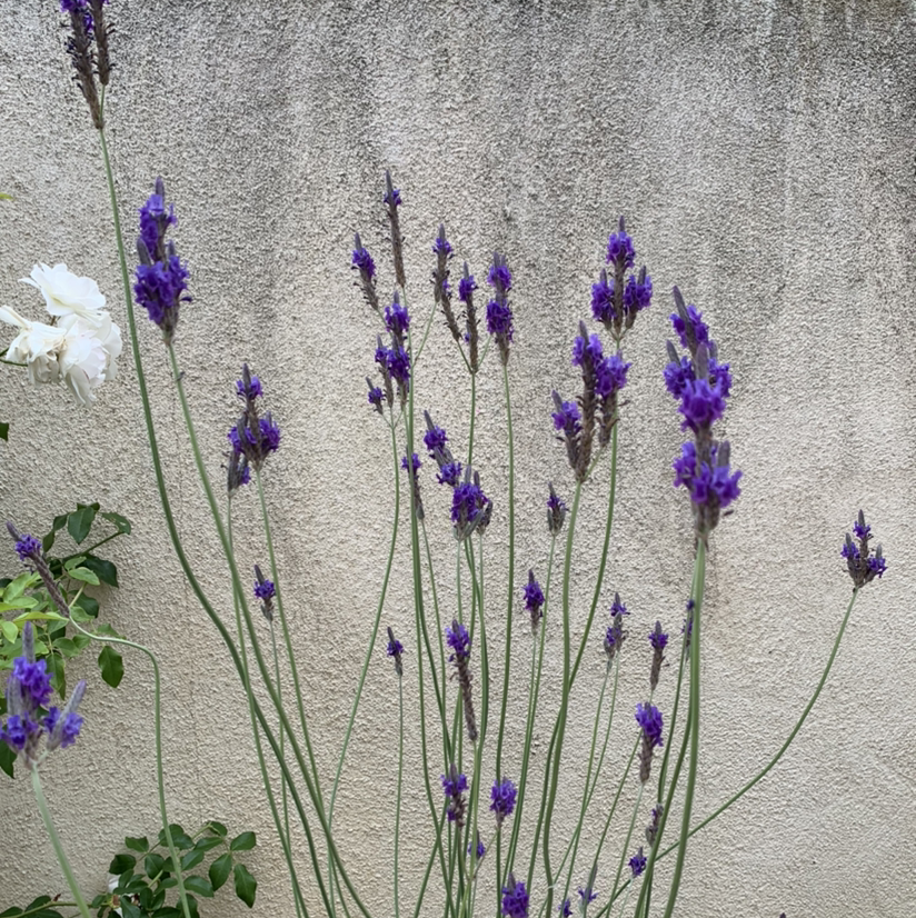 Photo of the plant species English Lavender by @cat.heinen named Lily Lavender on Greg, the plant care app