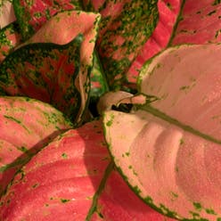 Aglaonema 'Red Valentine' plant