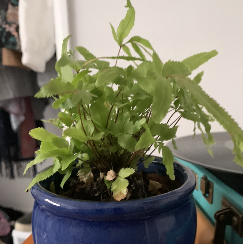 Brake Fern plant photo by @cat.heinen named Bob on Greg, the plant care app.