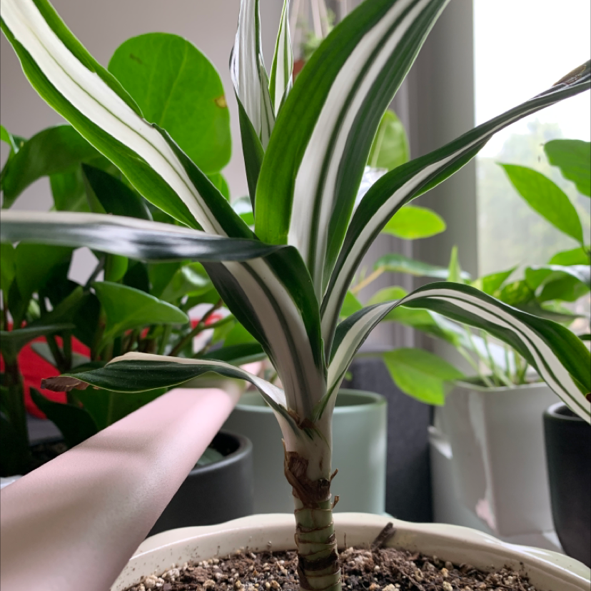 Photo of the plant species Dracaena 'White Bird' by @cat.heinen named Drake Dracaena on Greg, the plant care app