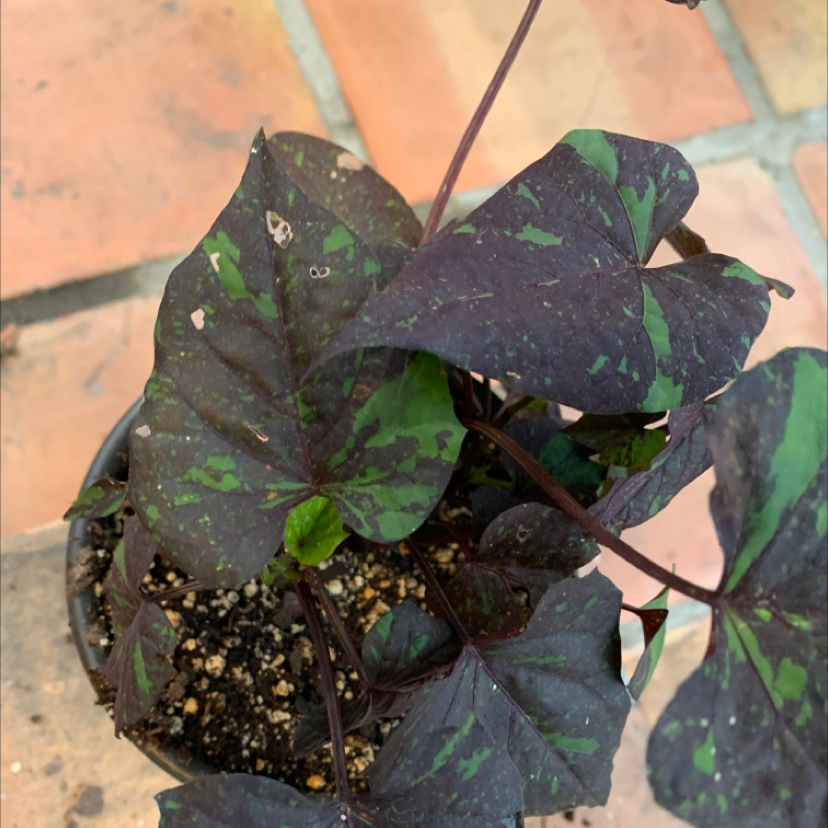 Photo of the plant species Kelly Ray by @cat.heinen named Kelly on Greg, the plant care app