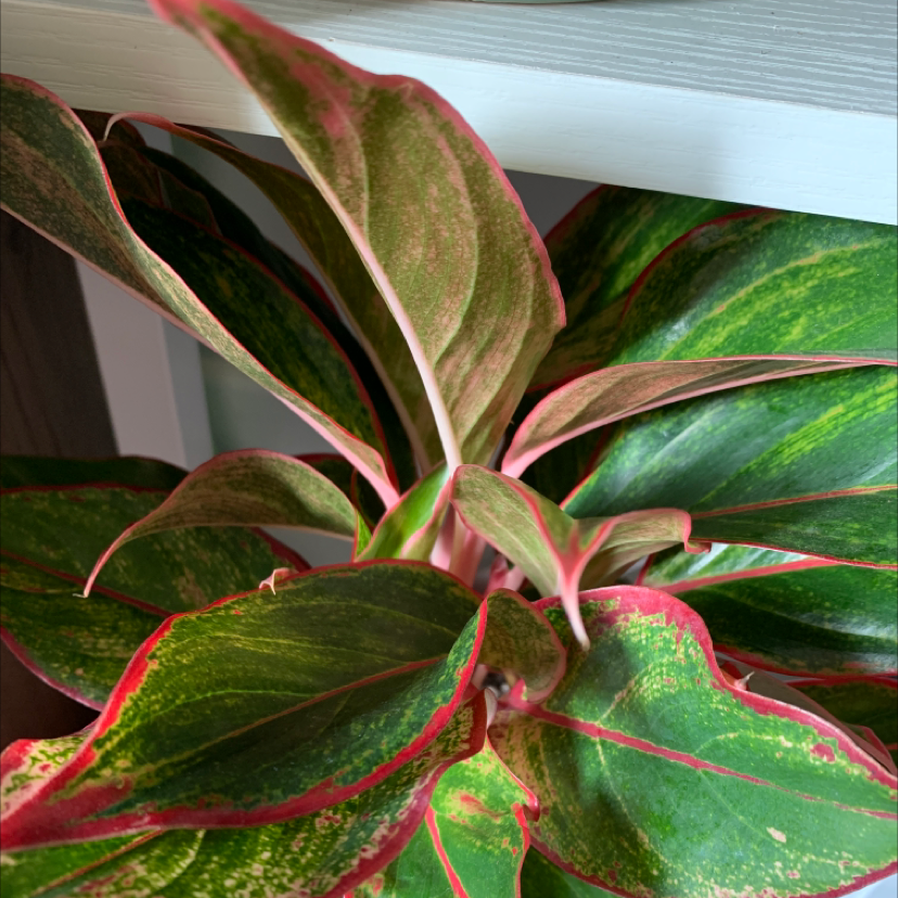 Chinese Evergreen plant photo by @cat.heinen named Little Red on Greg, the plant care app.