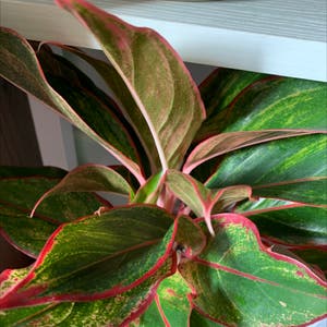 Chinese Evergreen plant photo by @cat.heinen named Little Red on Greg, the plant care app.