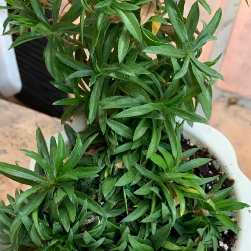 Photo of the plant species paparazzi by @cat.heinen named Lady Gaga on Greg, the plant care app