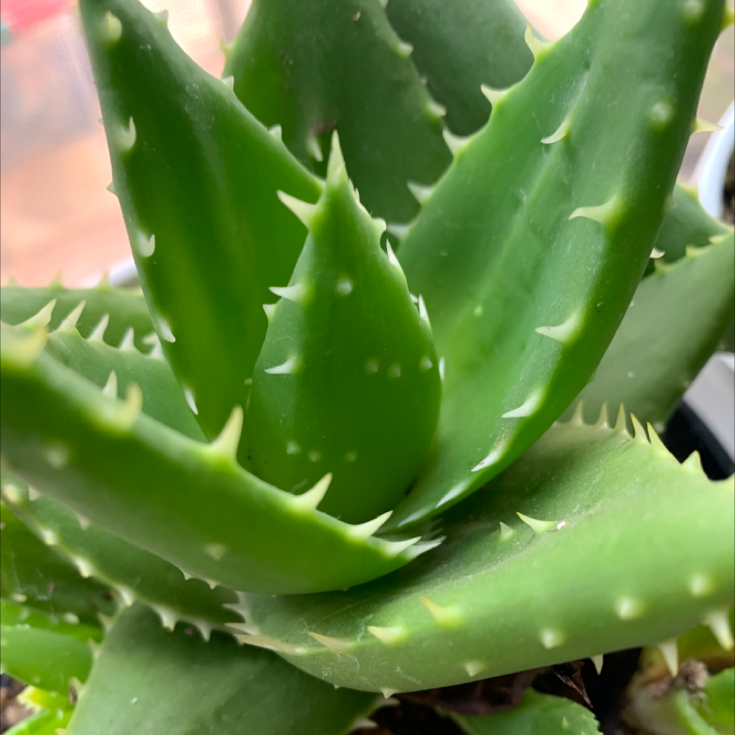 Photo of the plant species Short-Leaved Aloe by @cat.heinen named Spike Lee on Greg, the plant care app