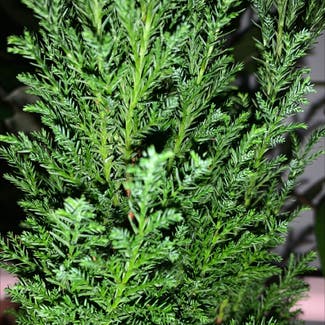 Lemon cypress plant in Somewhere on Earth