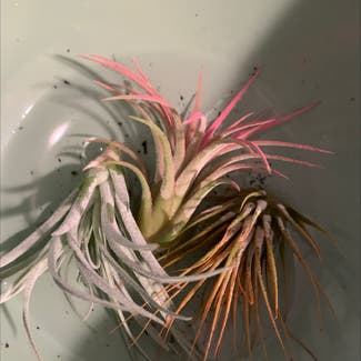 Air Plant plant in Somewhere on Earth