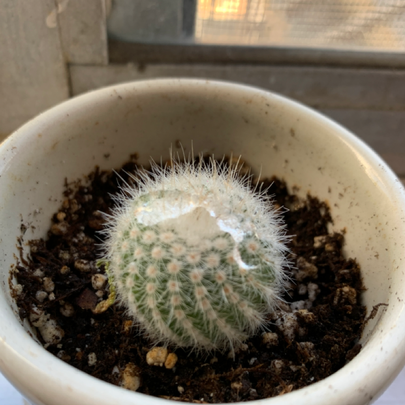 A healthy Twin Spined Cactus in a white pot with visible soil.