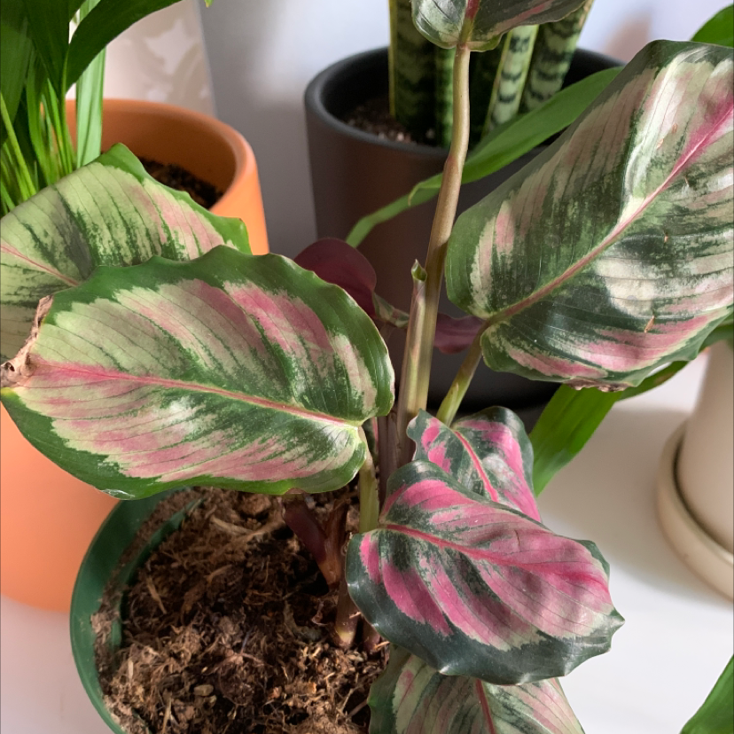 Rose Calathea plant photo by @cat.heinen named Pinky on Greg, the plant care app.
