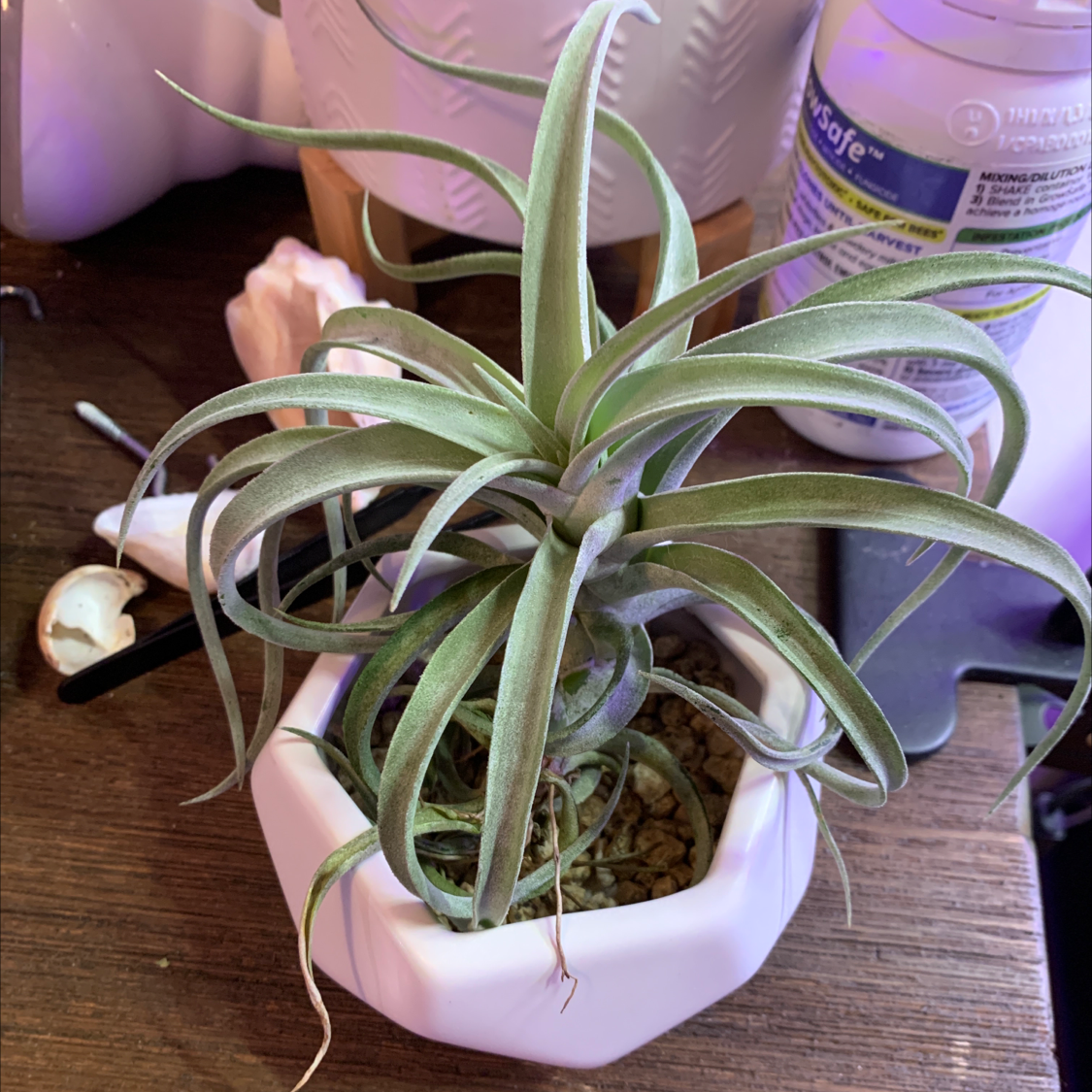 Tillandsia harrisii plant in a white pot, healthy green leaves, no visible health issues.