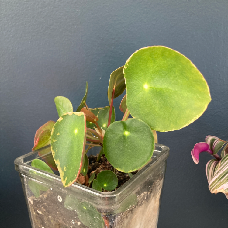Chinese Money Plant plant photo by Lindsey named Your plant on Greg, the plant care app.