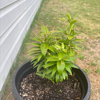 Asiatic Lily plant in Grovetown, Georgia