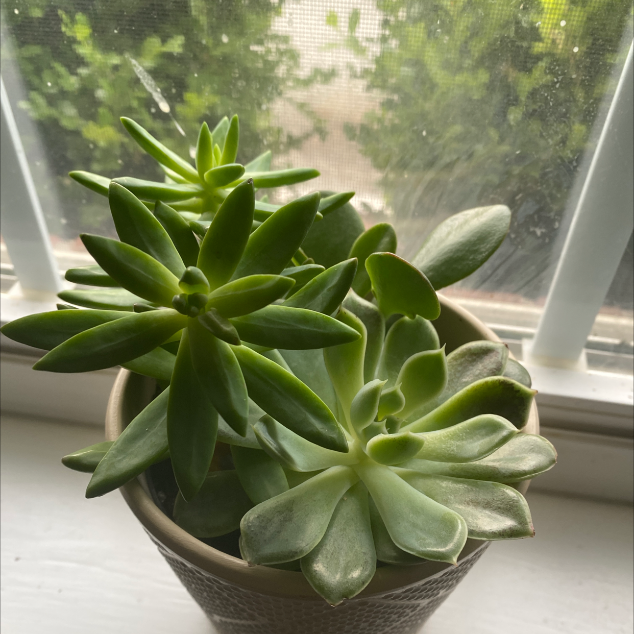Potted Echeveria 'Orion' succulent on a windowsill, healthy with vibrant green leaves.