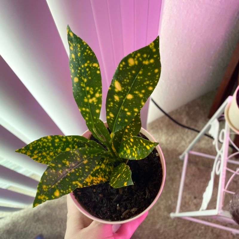 Vibrant, healthy Croton 'Petra' plant with colorful yellow-spotted leaves in a small pink pot, filling the frame.