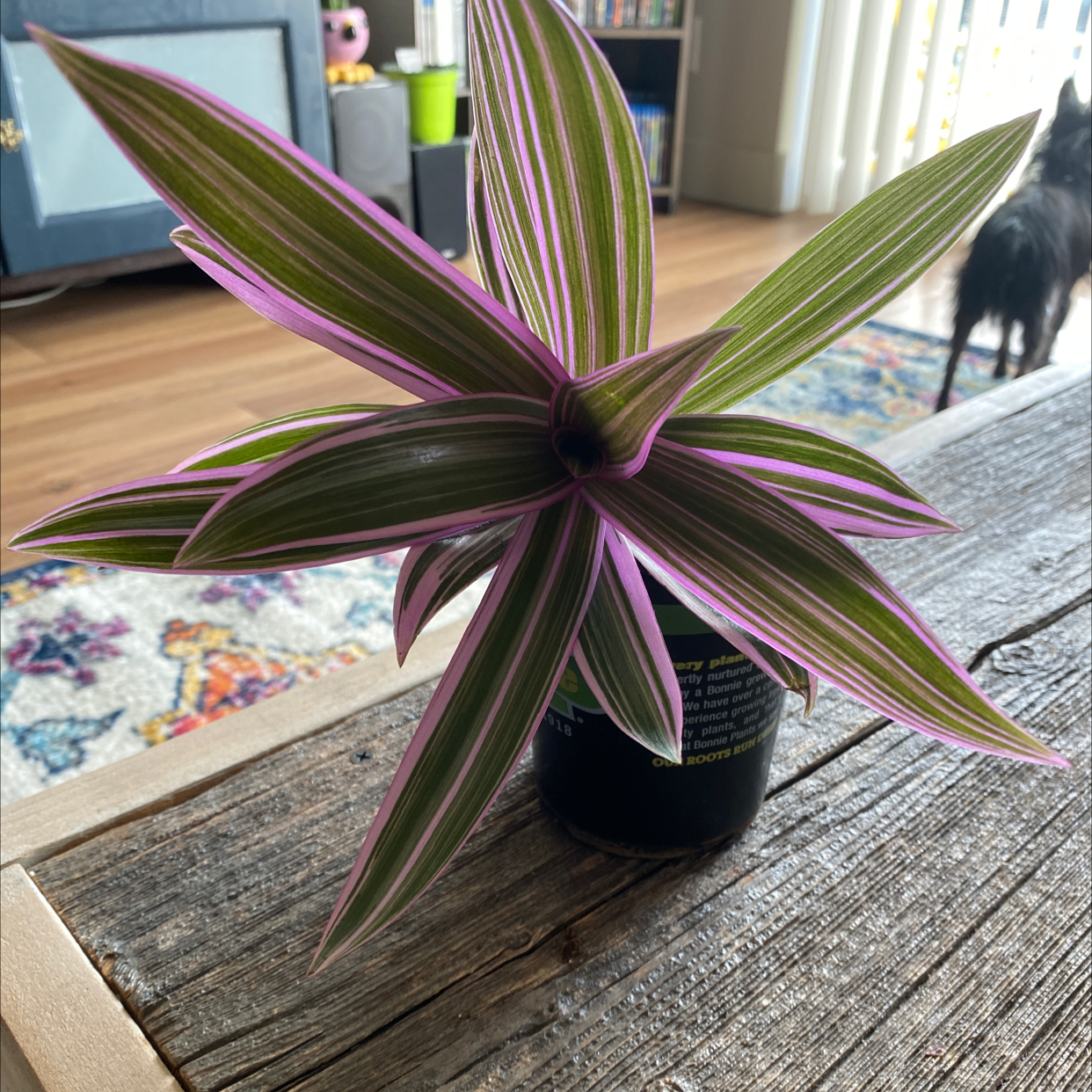Healthy Tradescantia spathacea plant with vibrant purple and green lance-shaped leaves, growing in a small black pot on a wooden surface.