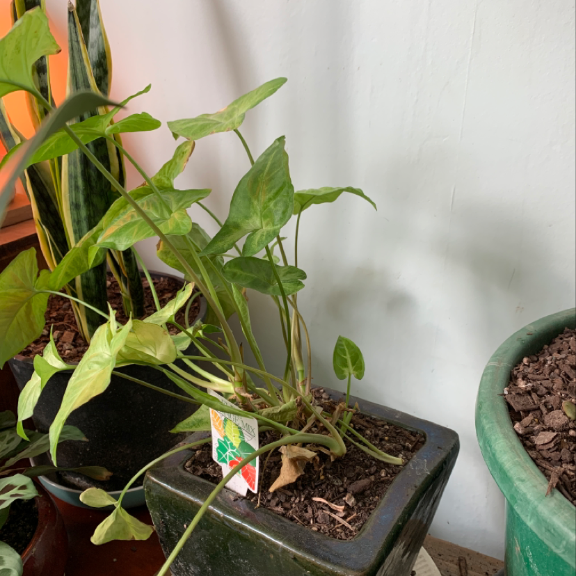 Healthy arrowhead plant with vibrant green leaves and white veins in a green plastic pot, next to another plant.