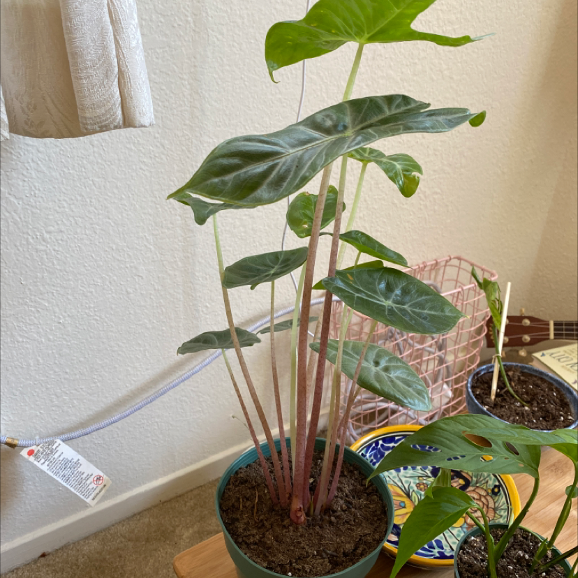 Healthy young Blushing Philodendron plant in small container, with vibrant green mature leaves and pinkish new growth.