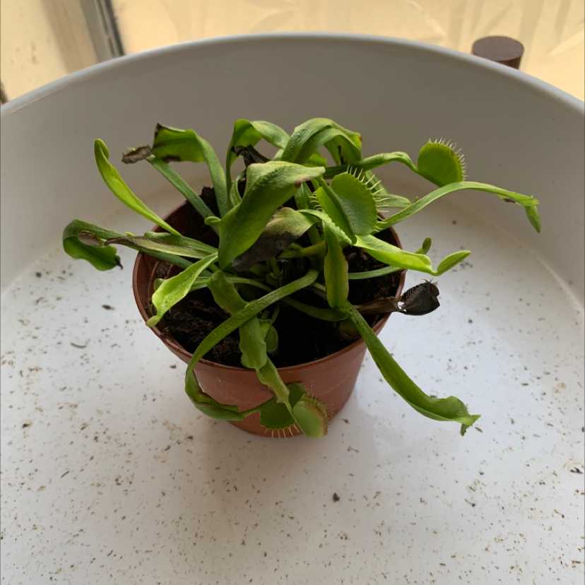 Red Piranha plant photo by @maiyawinter named Tiny on Greg, the plant care app.