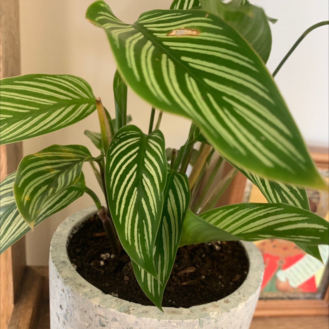 Pinstripe Calathea plant in a pot with distinctive white-striped green leaves.