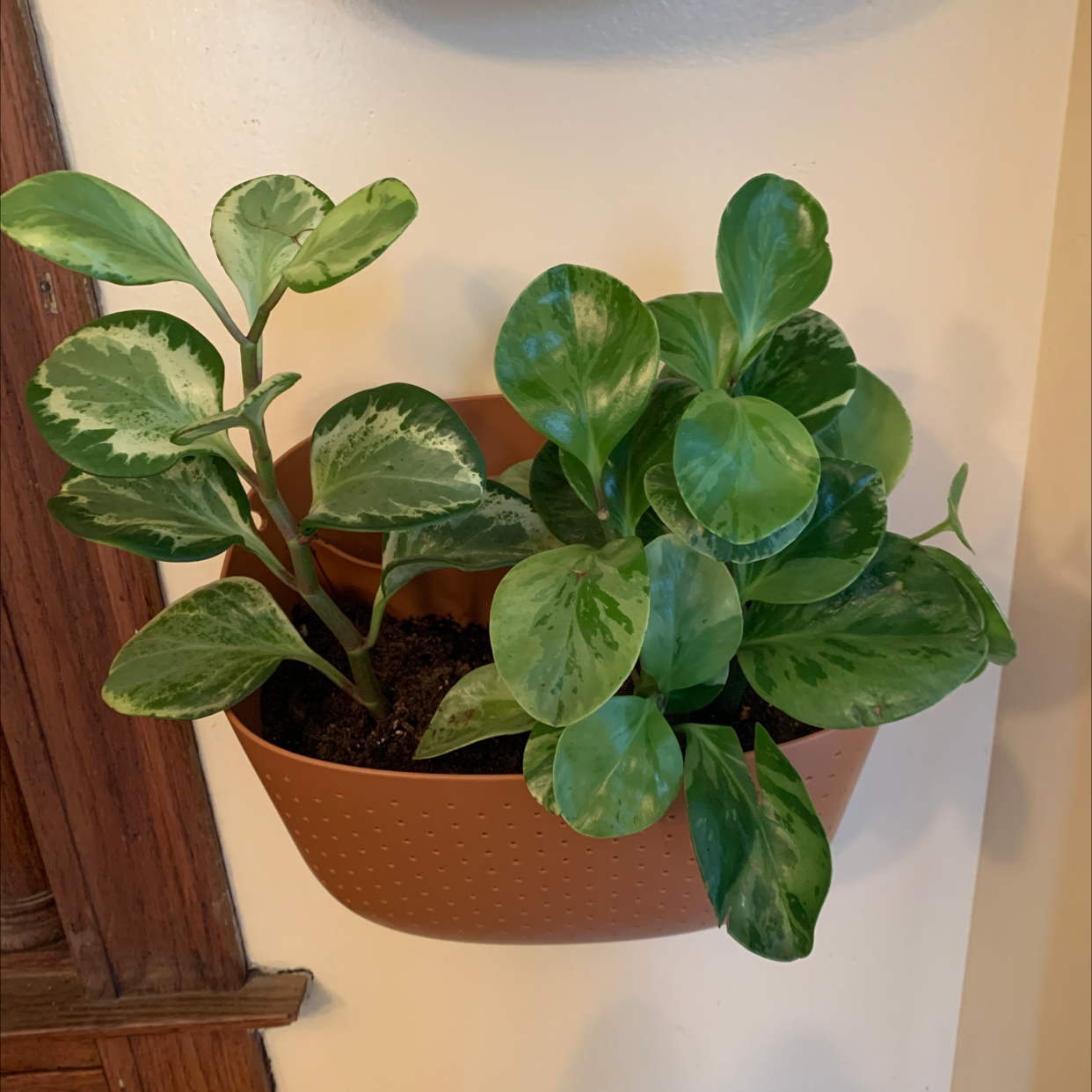 Healthy, vibrant Baby Rubber Plant with glossy green oval leaves in a brown ceramic pot, no signs of discoloration or disease.