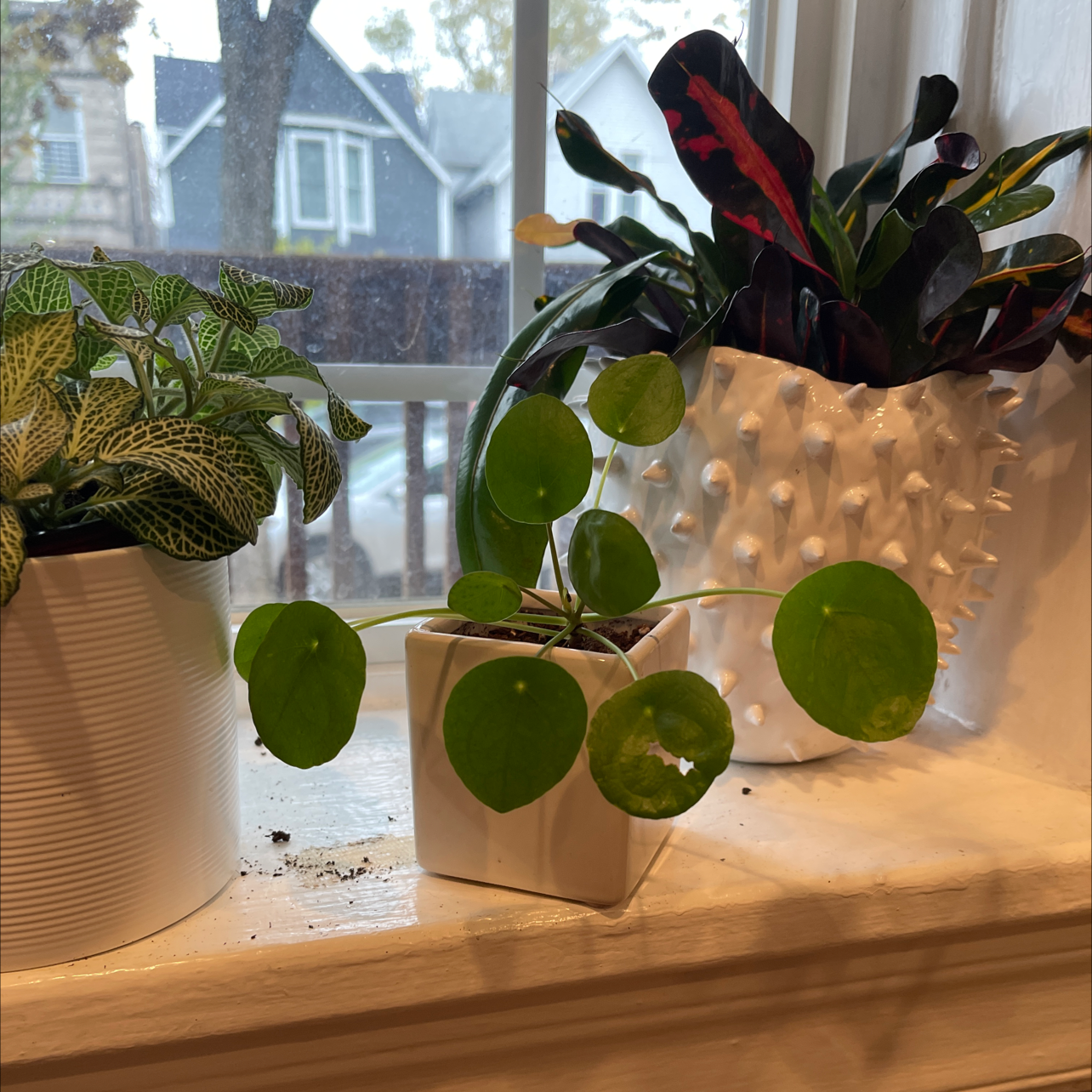 Healthy Chinese Money Plant with round green leaves on a windowsill, in a ceramic pot, with a residential neighborhood visible through the window behind it.