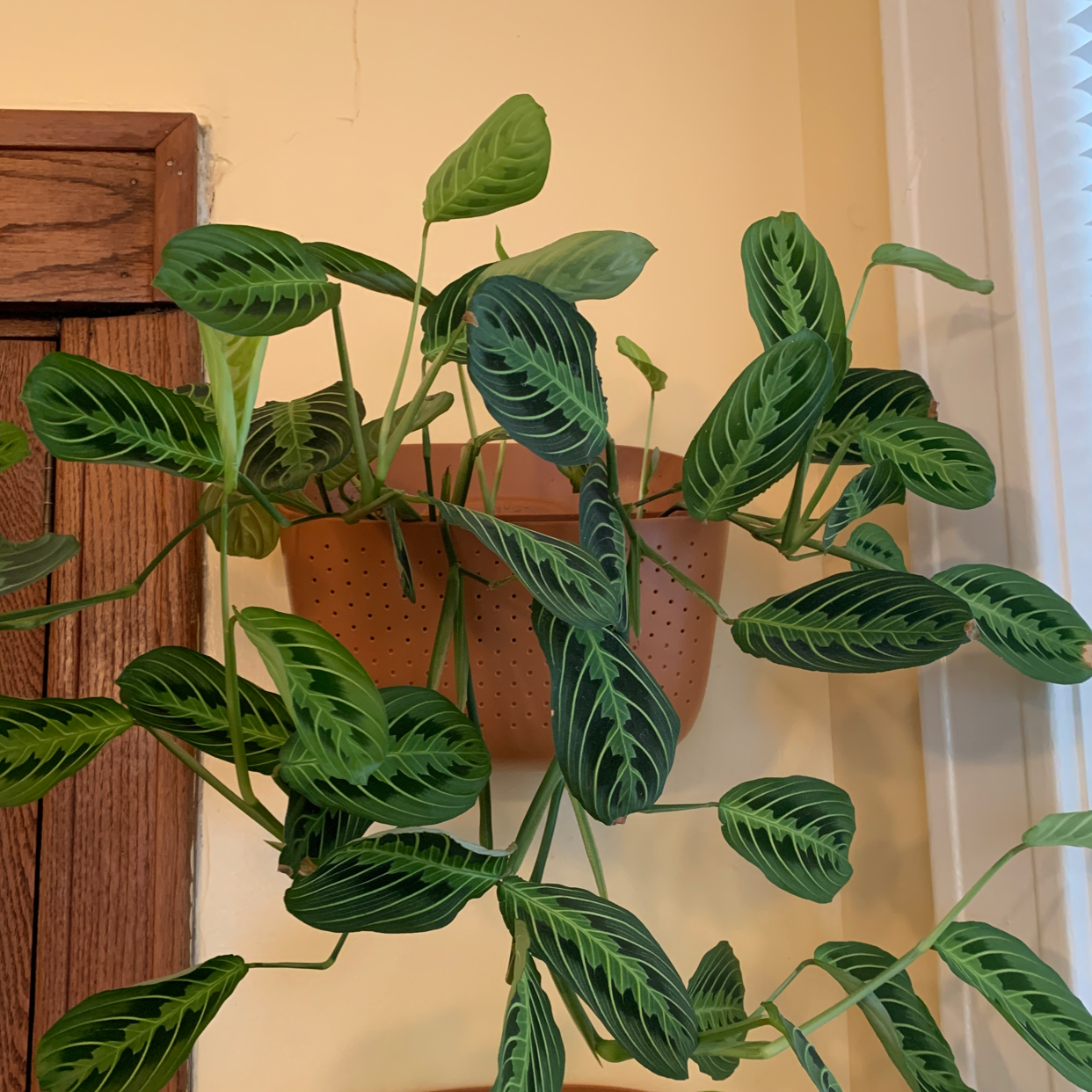 Healthy Green Prayer Plant with lush patterned leaves cascading from a hanging planter against an interior room background.