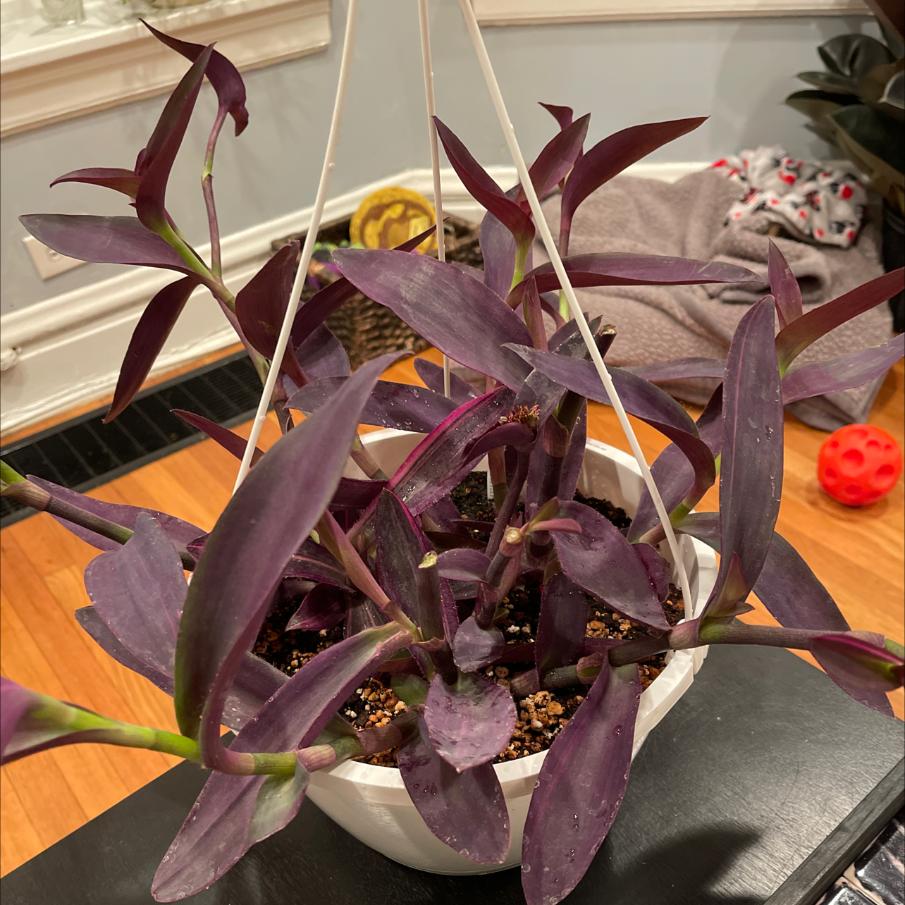 Healthy Purple Heart plant with vibrant cascading purple leaves in a white ceramic pot on a wooden surface.