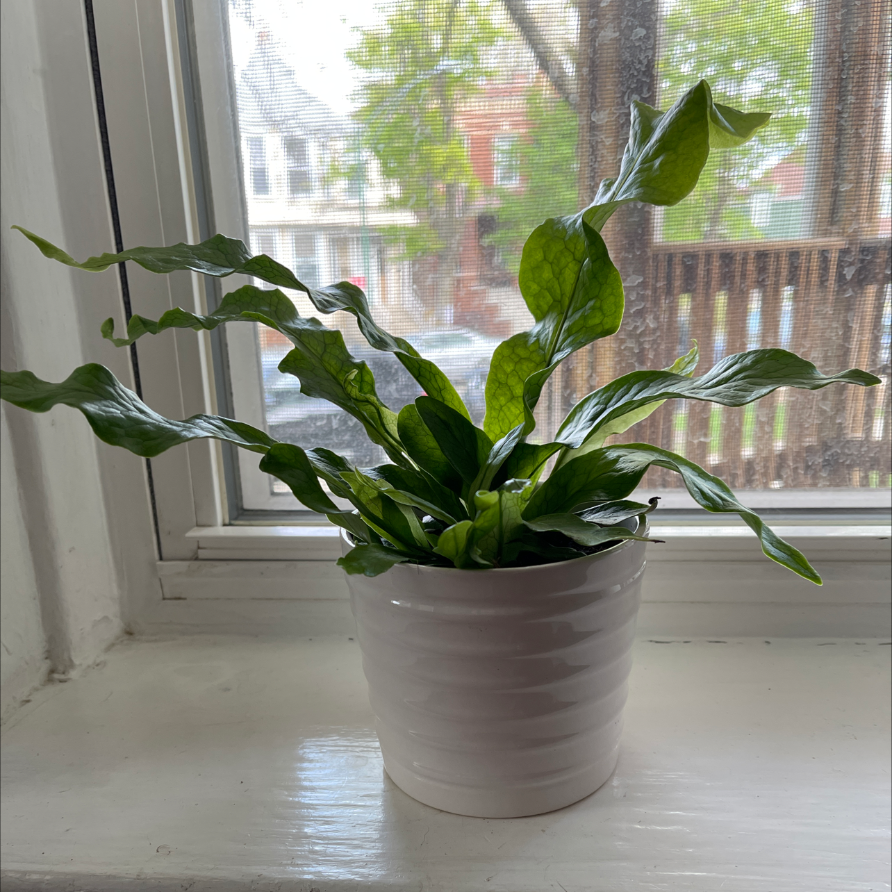 Healthy bird's nest fern with lush green wavy fronds in a ceramic pot on a sunny windowsill.