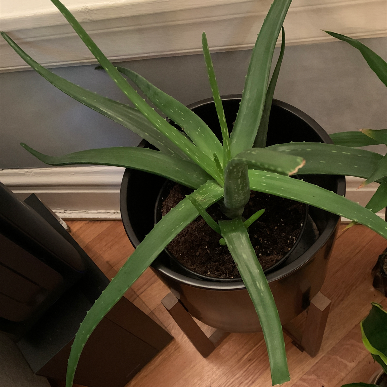 Healthy mature Aloe vera plant with long green serrated leaves in a black plastic pot, sitting on a wooden surface.