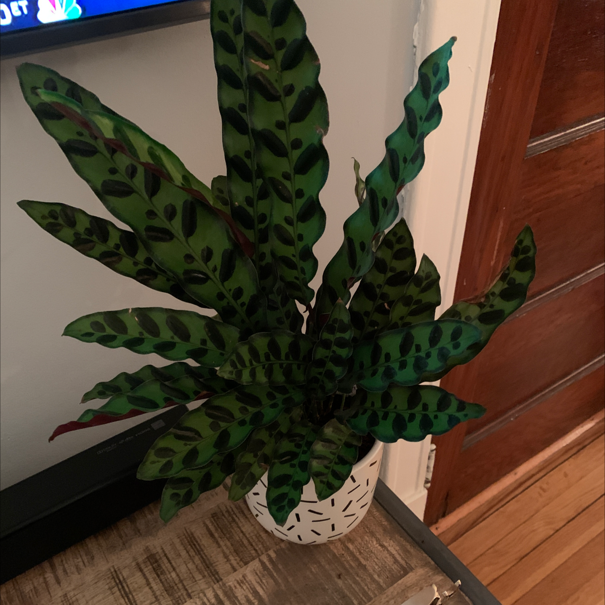 Rattlesnake Plant (Calathea lancifolia) in a white pot with vibrant green leaves and dark spots.
