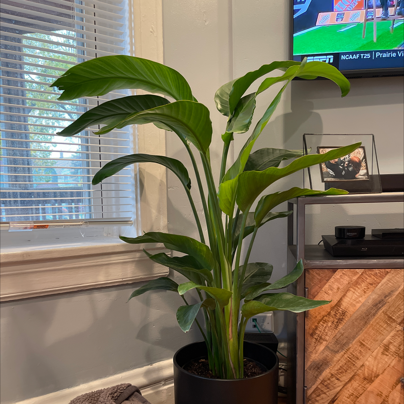 Thriving, large White Bird of Paradise houseplant with glossy green leaves, potted indoors near bright window.
