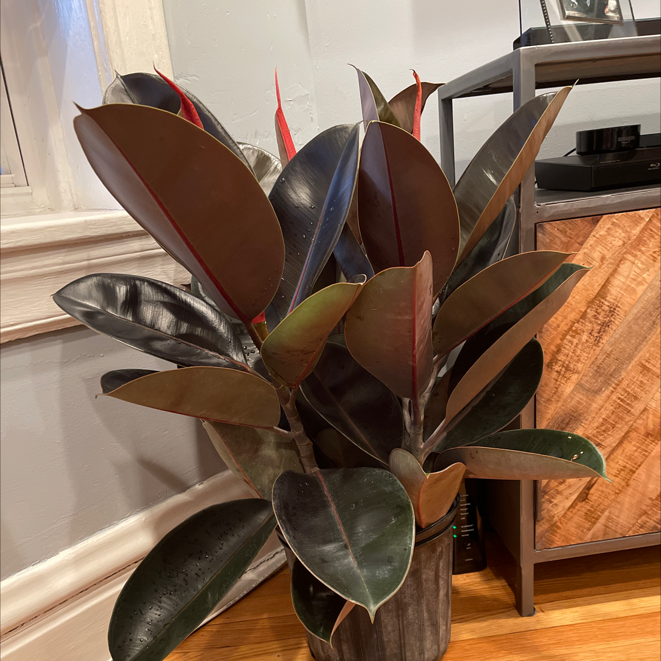 A large, healthy rubber plant with glossy dark green leaves, growing in a wooden planter on a hardwood floor.