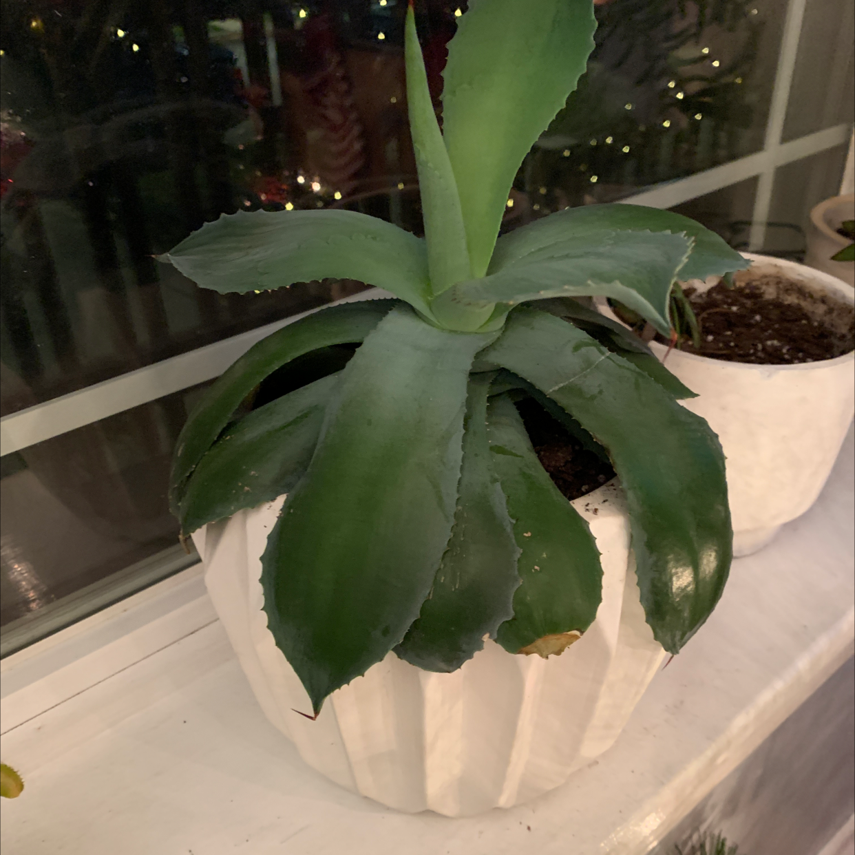 Healthy potted century plant with large green leaves in a white ceramic planter indoors near a window.