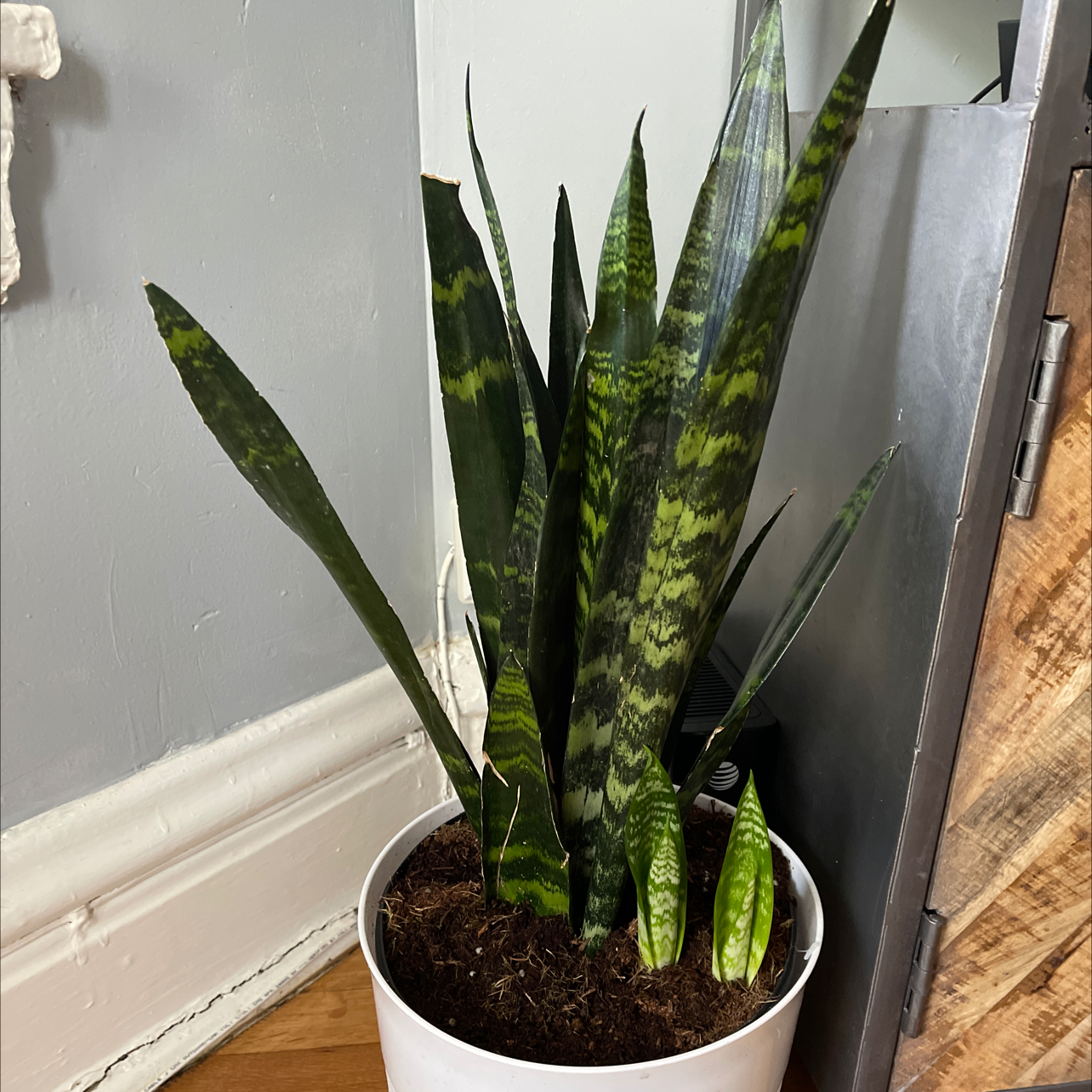 Photo of the plant species Black Coral Snake Plant by @Kaitlyn2586 named Snape on Greg, the plant care app