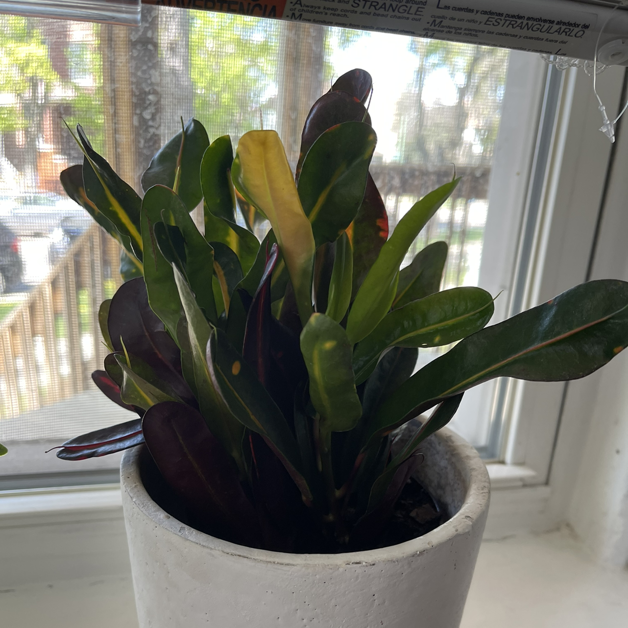Photo of the plant species Croton Mammy by @Kaitlyn2586 named Cruton on Greg, the plant care app
