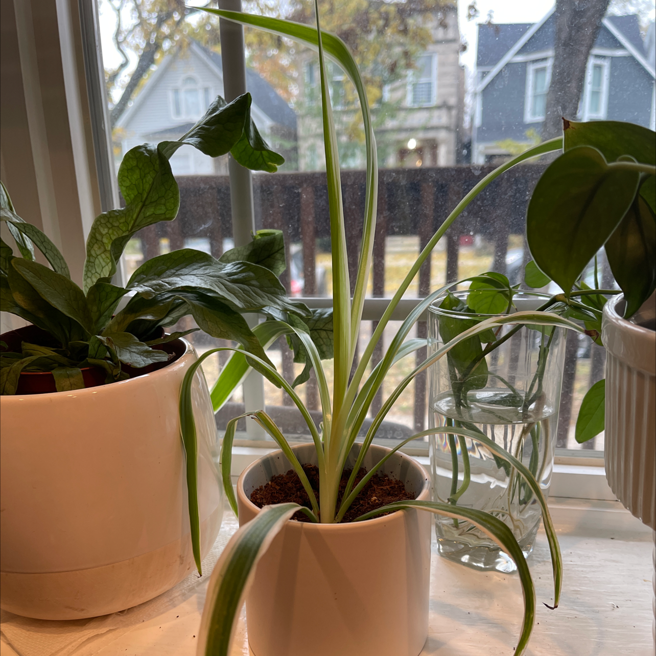 Spider Plant in a white pot on a windowsill with other plants in the background.