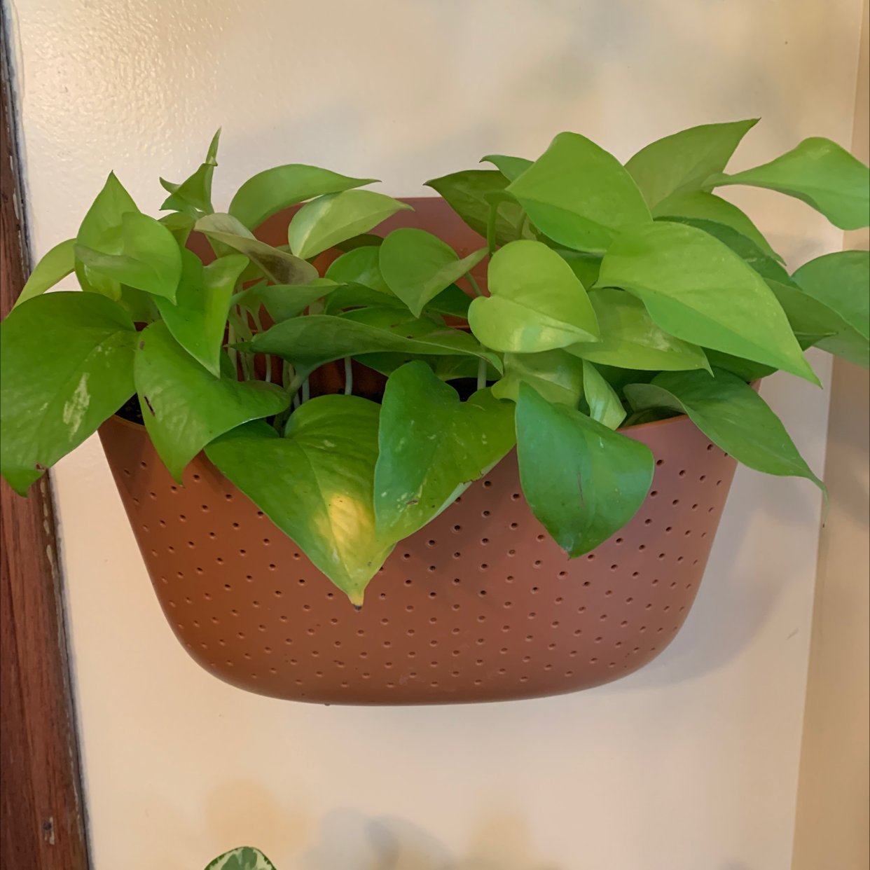 A healthy, vibrant jade pothos plant with glossy green heart-shaped leaves growing in a brown hanging basket.