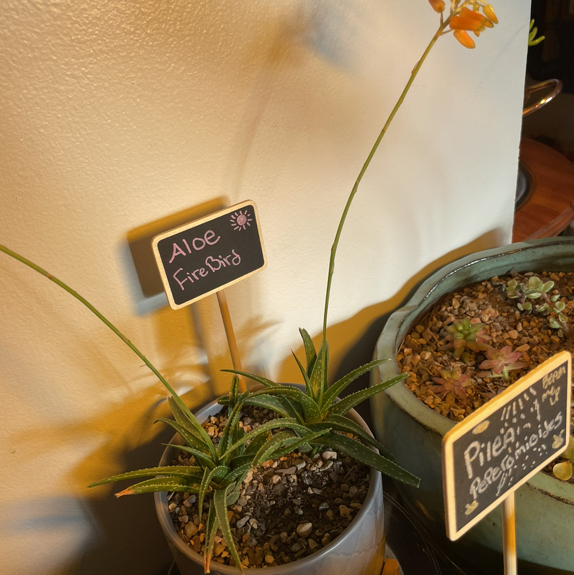 Photo of the plant species Aloe 'Firebird' by @Gr33ng4l named Sparkler on Greg, the plant care app